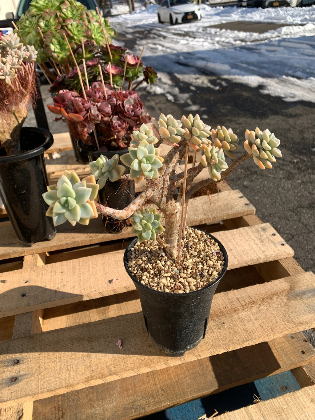 2512-009 Sedum ‘Daisy Frost’ Crested Succulent –What You See is What You Get/Bare Root Without Soil Pot/Plants Gifts