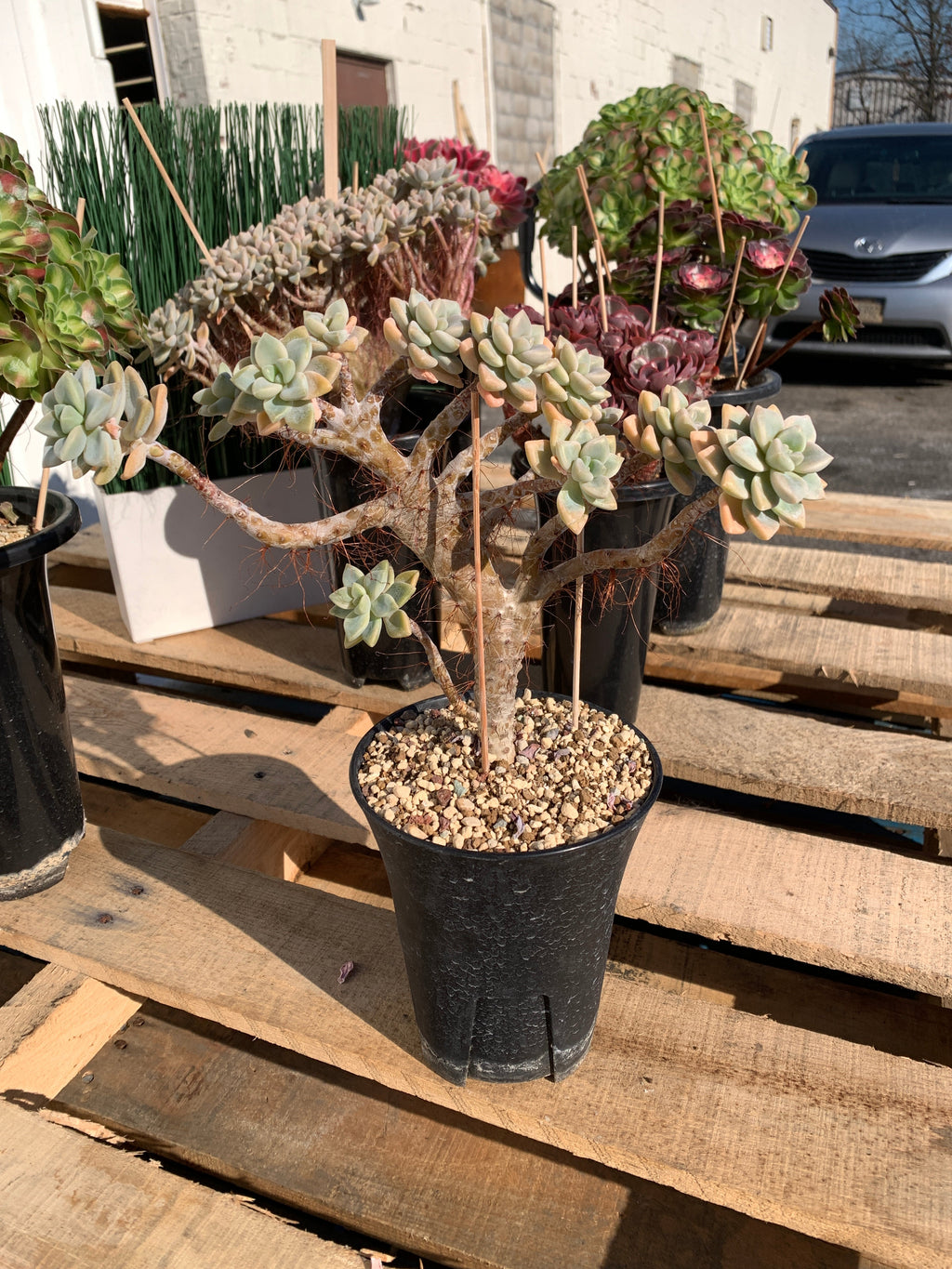2512-009 Sedum ‘Daisy Frost’ Crested Succulent –What You See is What You Get/Bare Root Without Soil Pot/Plants Gifts