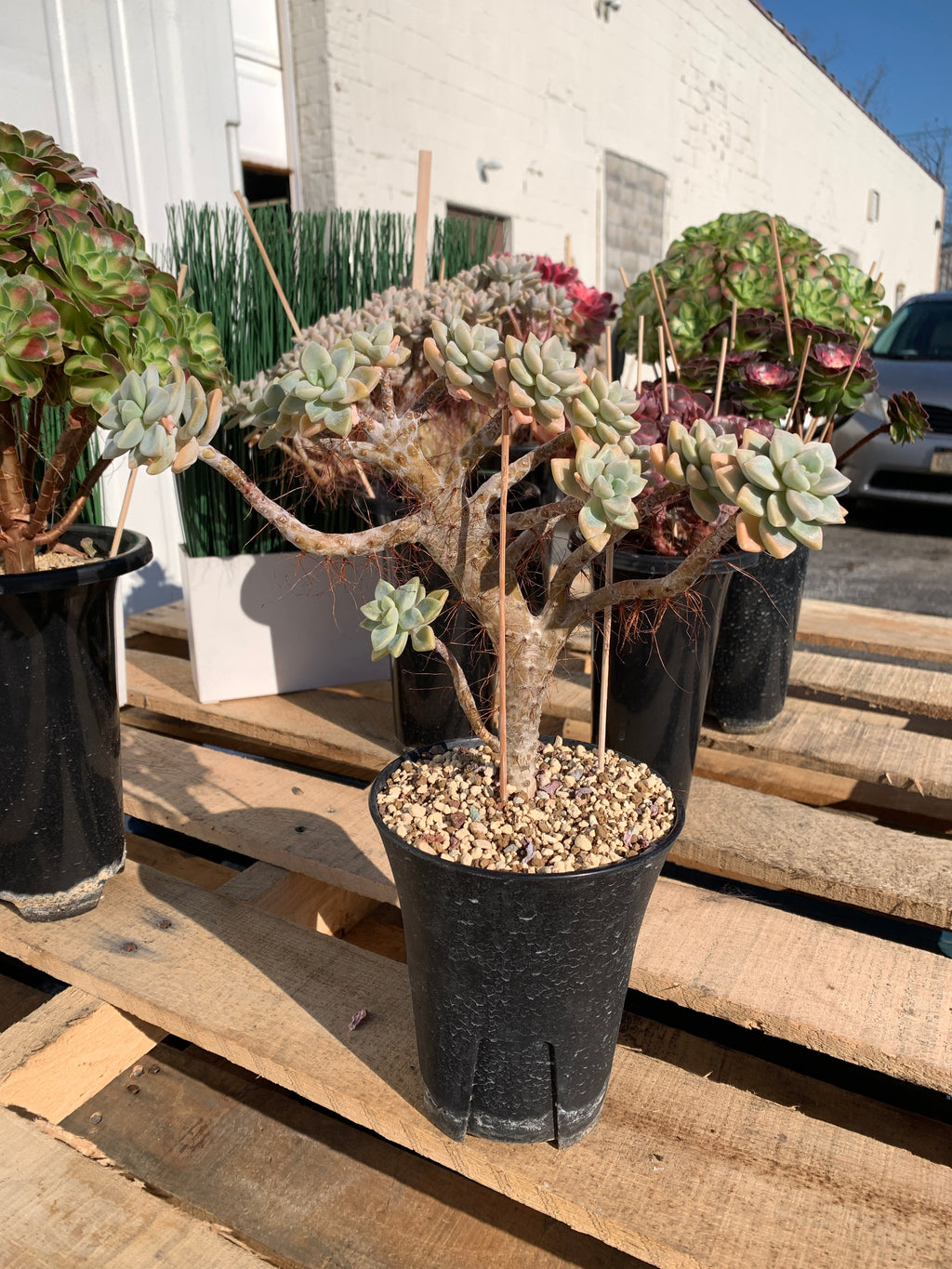 2512-009 Sedum ‘Daisy Frost’ Crested Succulent –What You See is What You Get/Bare Root Without Soil Pot/Plants Gifts