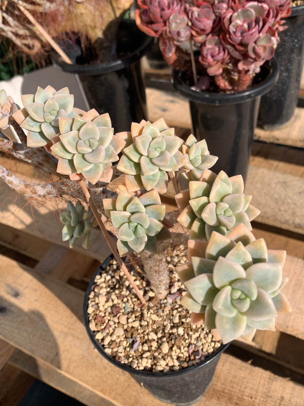 2512-009 Sedum ‘Daisy Frost’ Crested Succulent –What You See is What You Get/Bare Root Without Soil Pot/Plants Gifts
