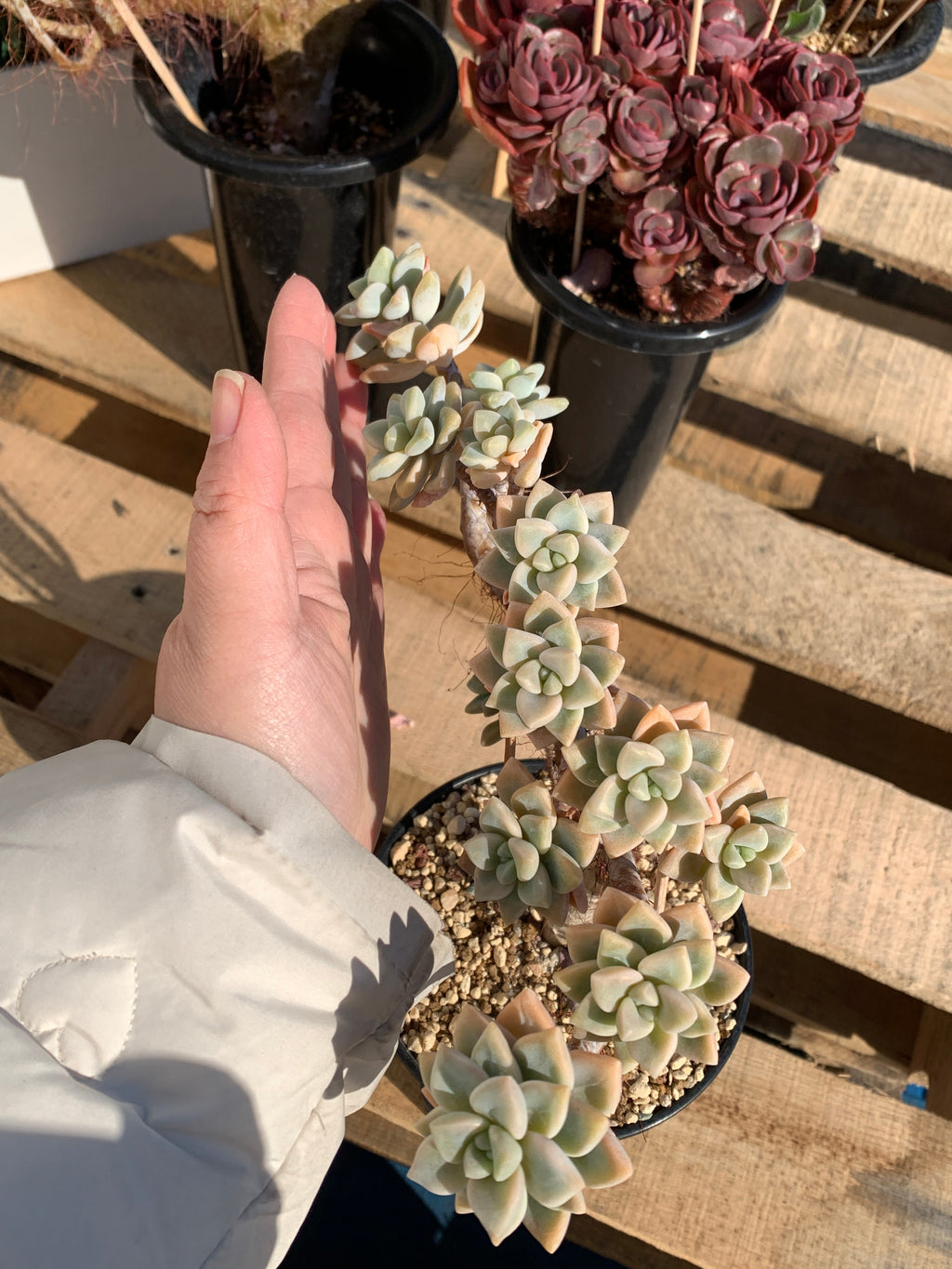 2512-009 Sedum ‘Daisy Frost’ Crested Succulent –What You See is What You Get/Bare Root Without Soil Pot/Plants Gifts