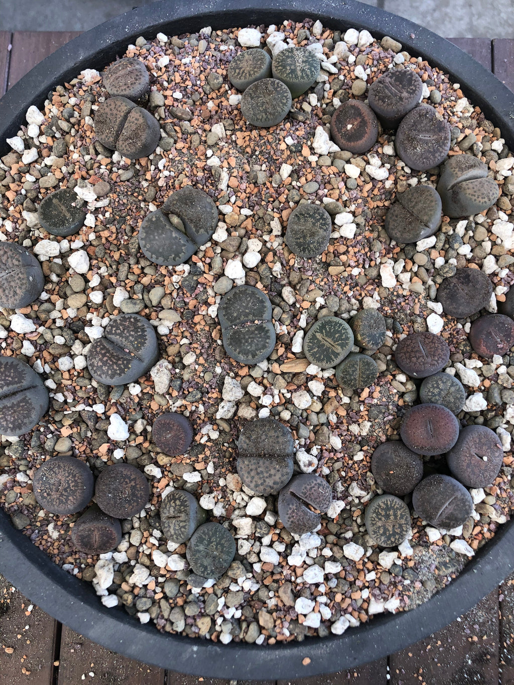MYSTERY LITHOP - Living Stone Succulent in our Premium Lithops Mix! Includes Shipping!