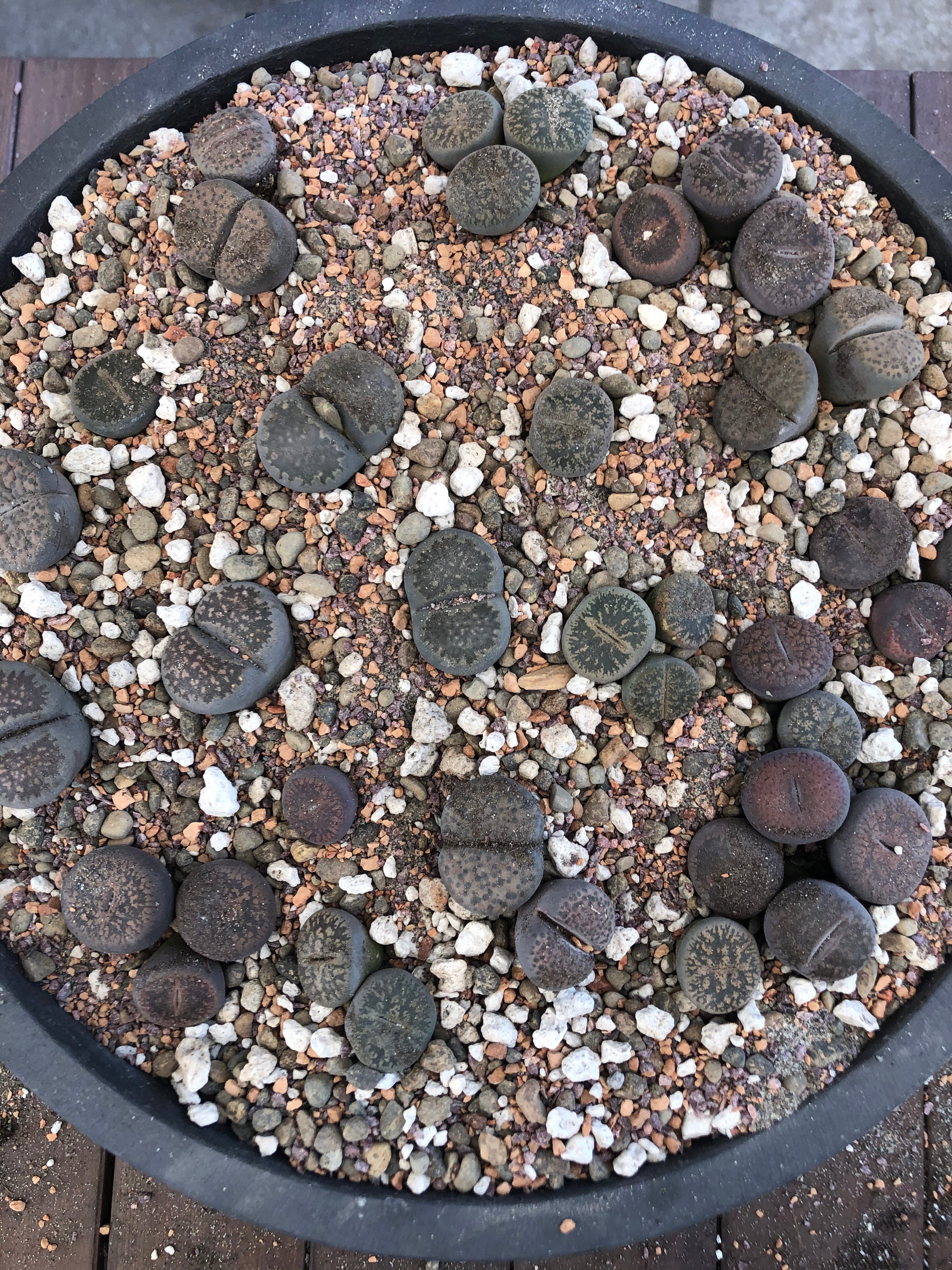 MYSTERY LITHOP - Living Stone Succulent in our Premium Lithops Mix! Includes Shipping!