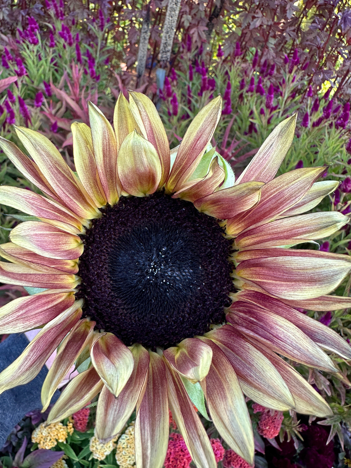Sunflower Procut Plum seeds