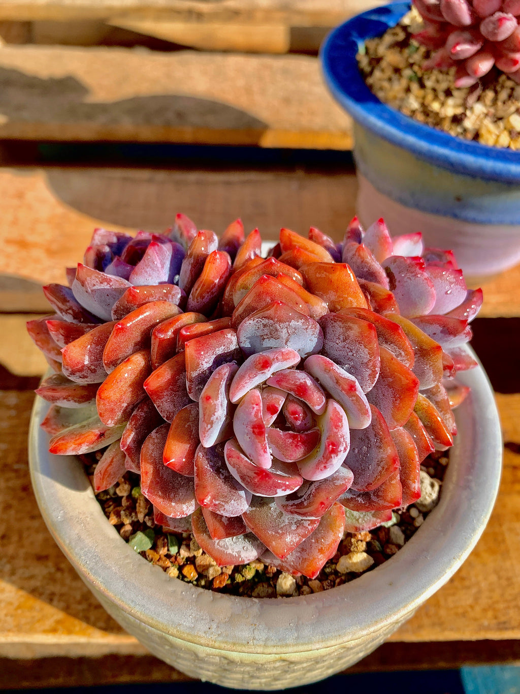 2512-014 Boutique Rare Succulents/Echeveria Orange Monroe 3 Heads /What You See is What You Get/Bare Root Without Soil Pot/Plants Gifts