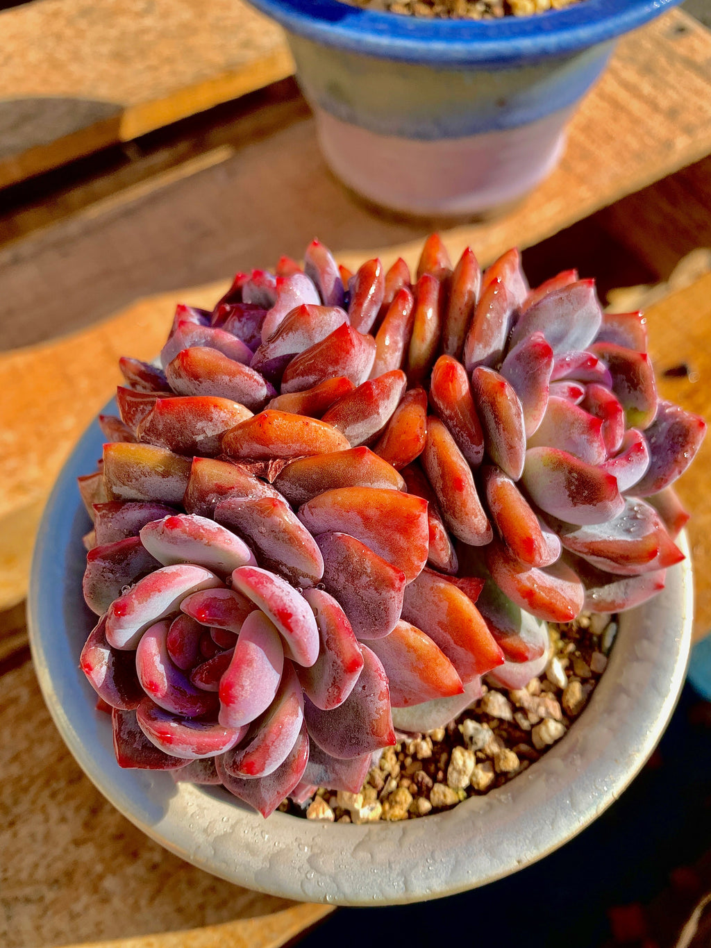 2512-014 Boutique Rare Succulents/Echeveria Orange Monroe 3 Heads /What You See is What You Get/Bare Root Without Soil Pot/Plants Gifts