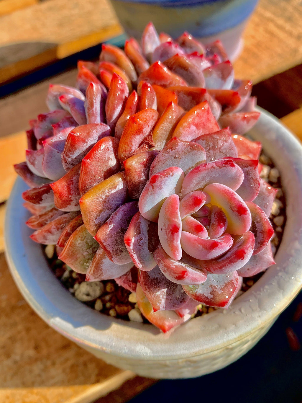 2512-014 Boutique Rare Succulents/Echeveria Orange Monroe 3 Heads /What You See is What You Get/Bare Root Without Soil Pot/Plants Gifts