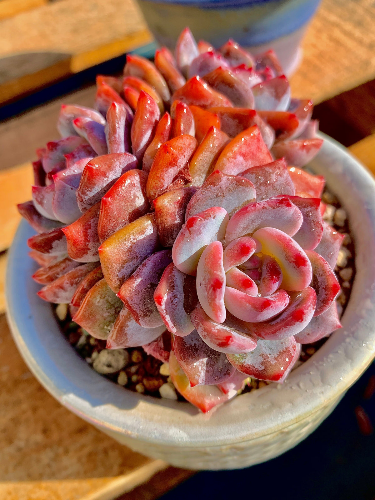 2512-014 Boutique Rare Succulents/Echeveria Orange Monroe 3 Heads /What You See is What You Get/Bare Root Without Soil Pot/Plants Gifts
