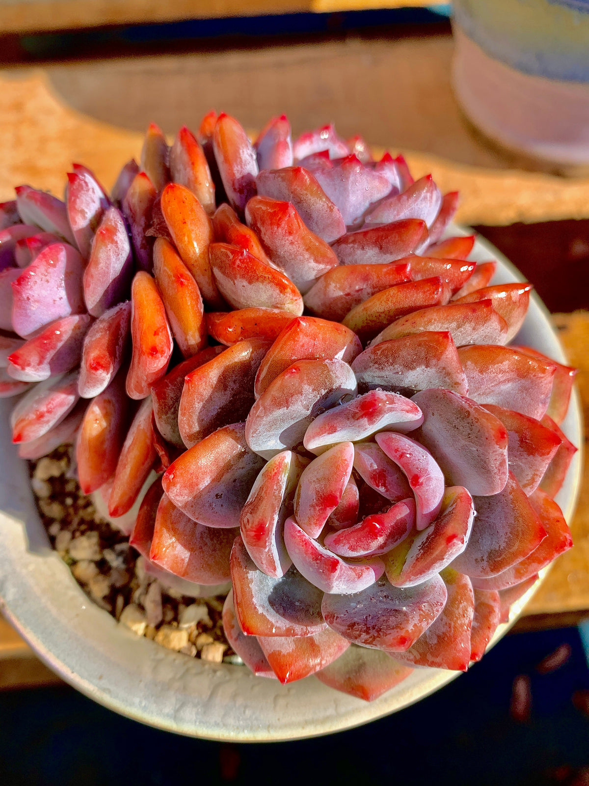 2512-014 Boutique Rare Succulents/Echeveria Orange Monroe 3 Heads /What You See is What You Get/Bare Root Without Soil Pot/Plants Gifts