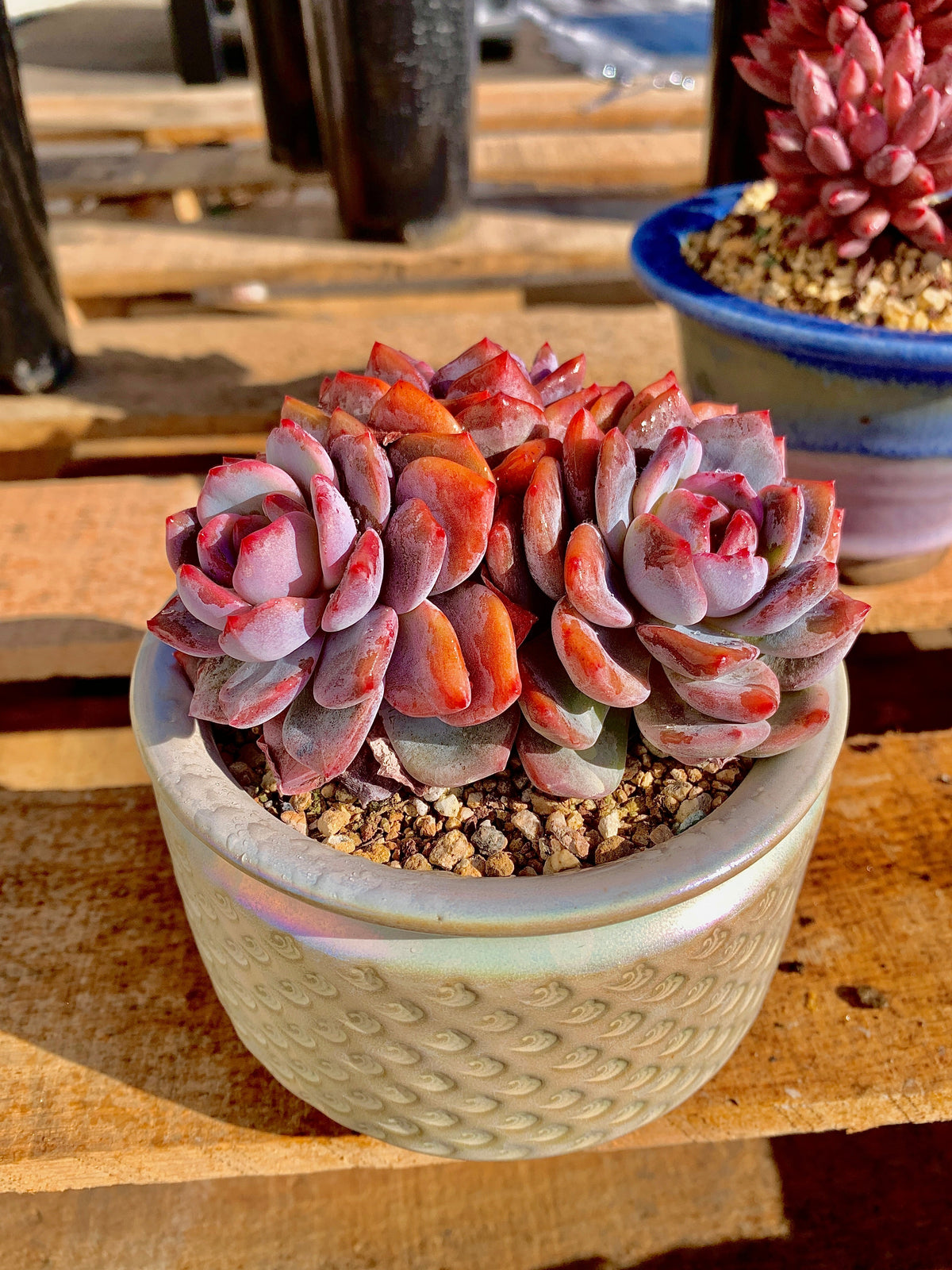 2512-014 Boutique Rare Succulents/Echeveria Orange Monroe 3 Heads /What You See is What You Get/Bare Root Without Soil Pot/Plants Gifts
