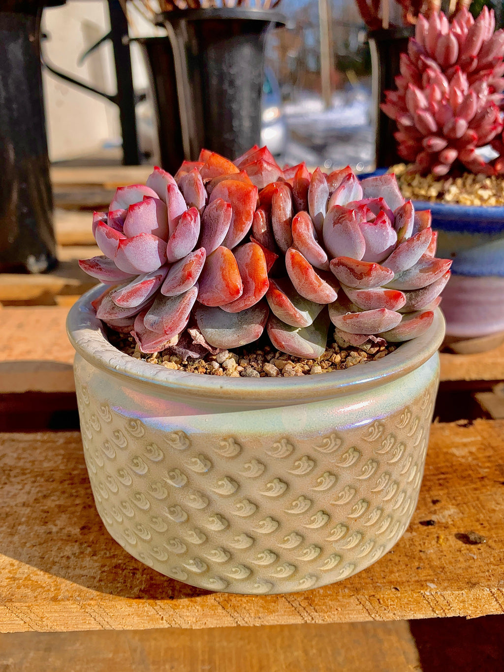 2512-014 Boutique Rare Succulents/Echeveria Orange Monroe 3 Heads /What You See is What You Get/Bare Root Without Soil Pot/Plants Gifts