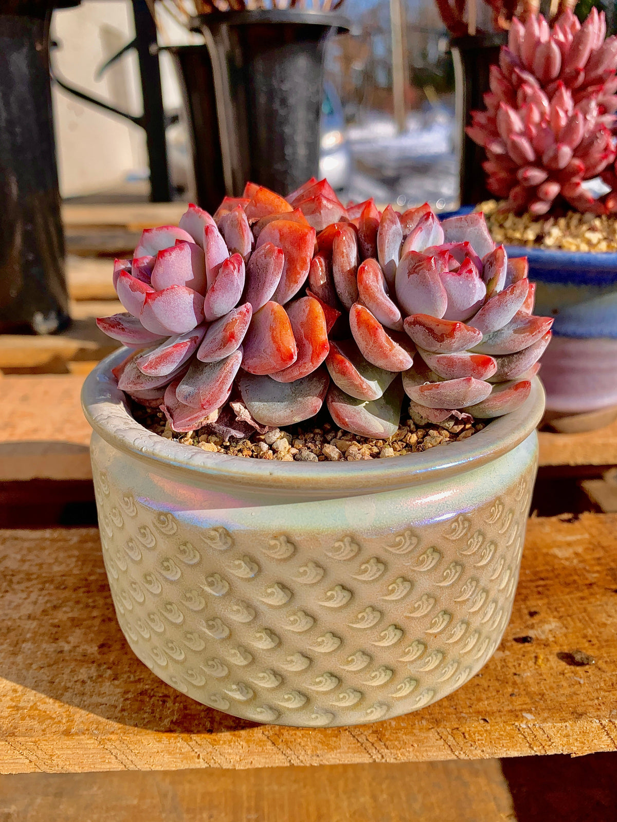 2512-014 Boutique Rare Succulents/Echeveria Orange Monroe 3 Heads /What You See is What You Get/Bare Root Without Soil Pot/Plants Gifts