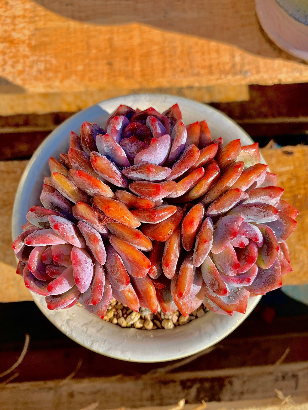 2512-014 Boutique Rare Succulents/Echeveria Orange Monroe 3 Heads /What You See is What You Get/Bare Root Without Soil Pot/Plants Gifts