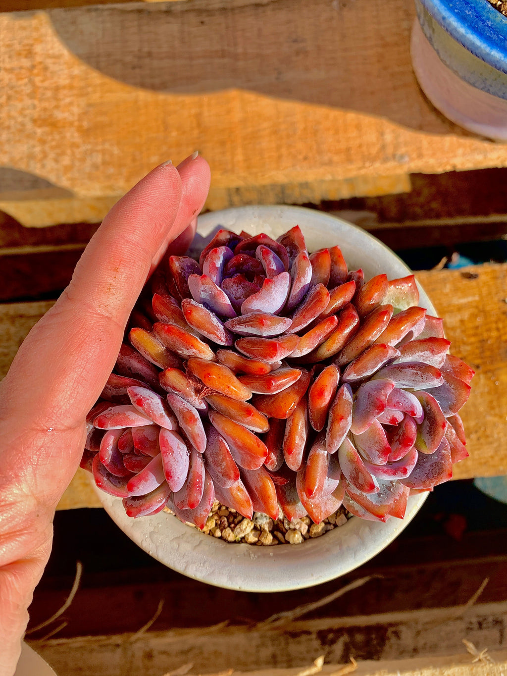 2512-014 Boutique Rare Succulents/Echeveria Orange Monroe 3 Heads /What You See is What You Get/Bare Root Without Soil Pot/Plants Gifts