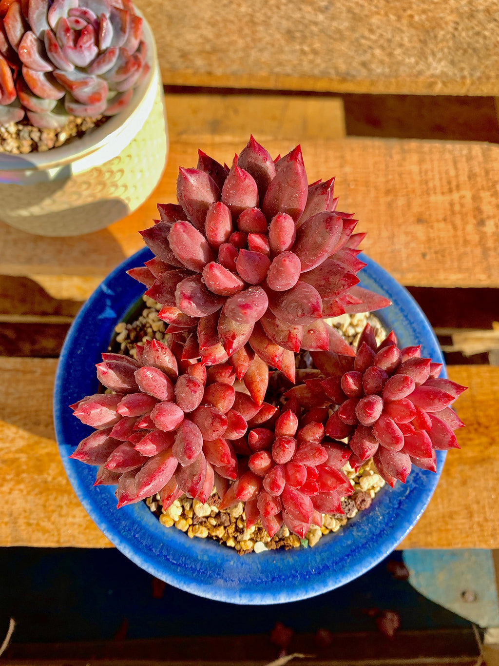 2512-017 Boutique Rare Succulents/Echeveria Cherry/What You See is What You Get/Bare Root Without Soil Pot/Plants Gifts