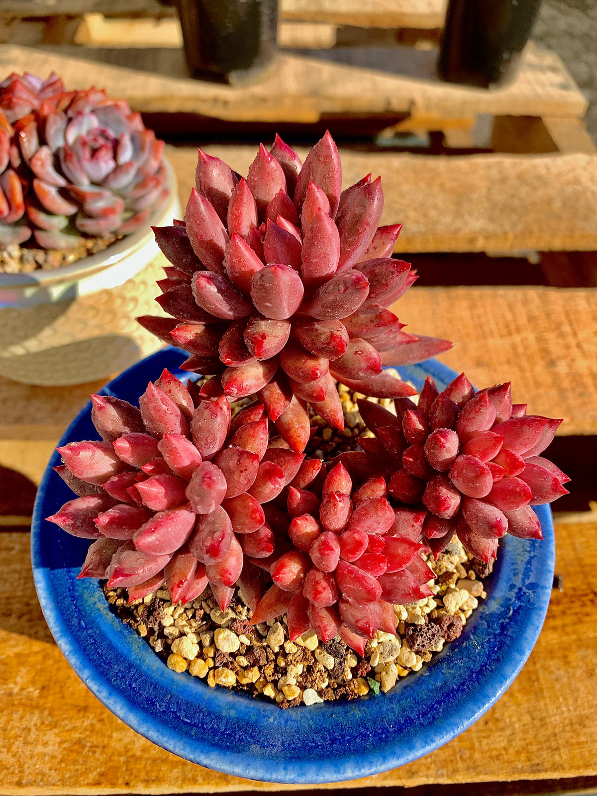 2512-017 Boutique Rare Succulents/Echeveria Cherry/What You See is What You Get/Bare Root Without Soil Pot/Plants Gifts