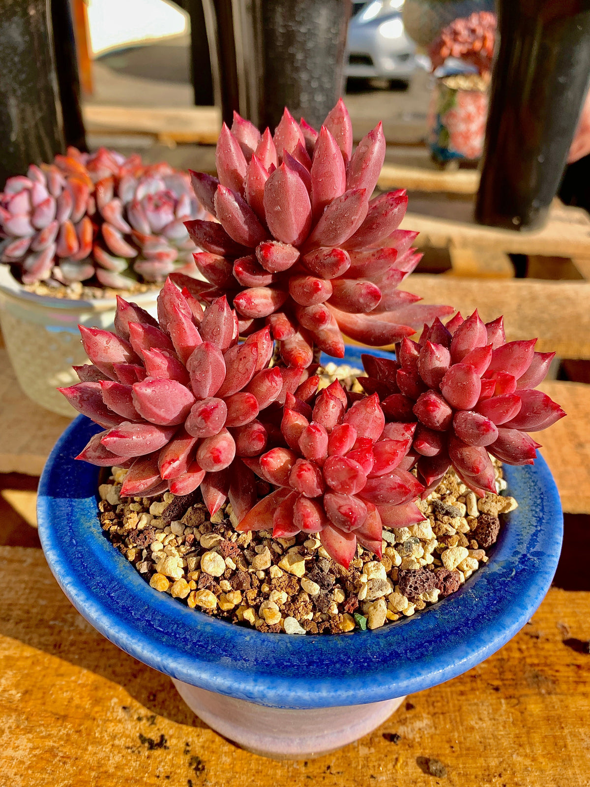 2512-017 Boutique Rare Succulents/Echeveria Cherry/What You See is What You Get/Bare Root Without Soil Pot/Plants Gifts