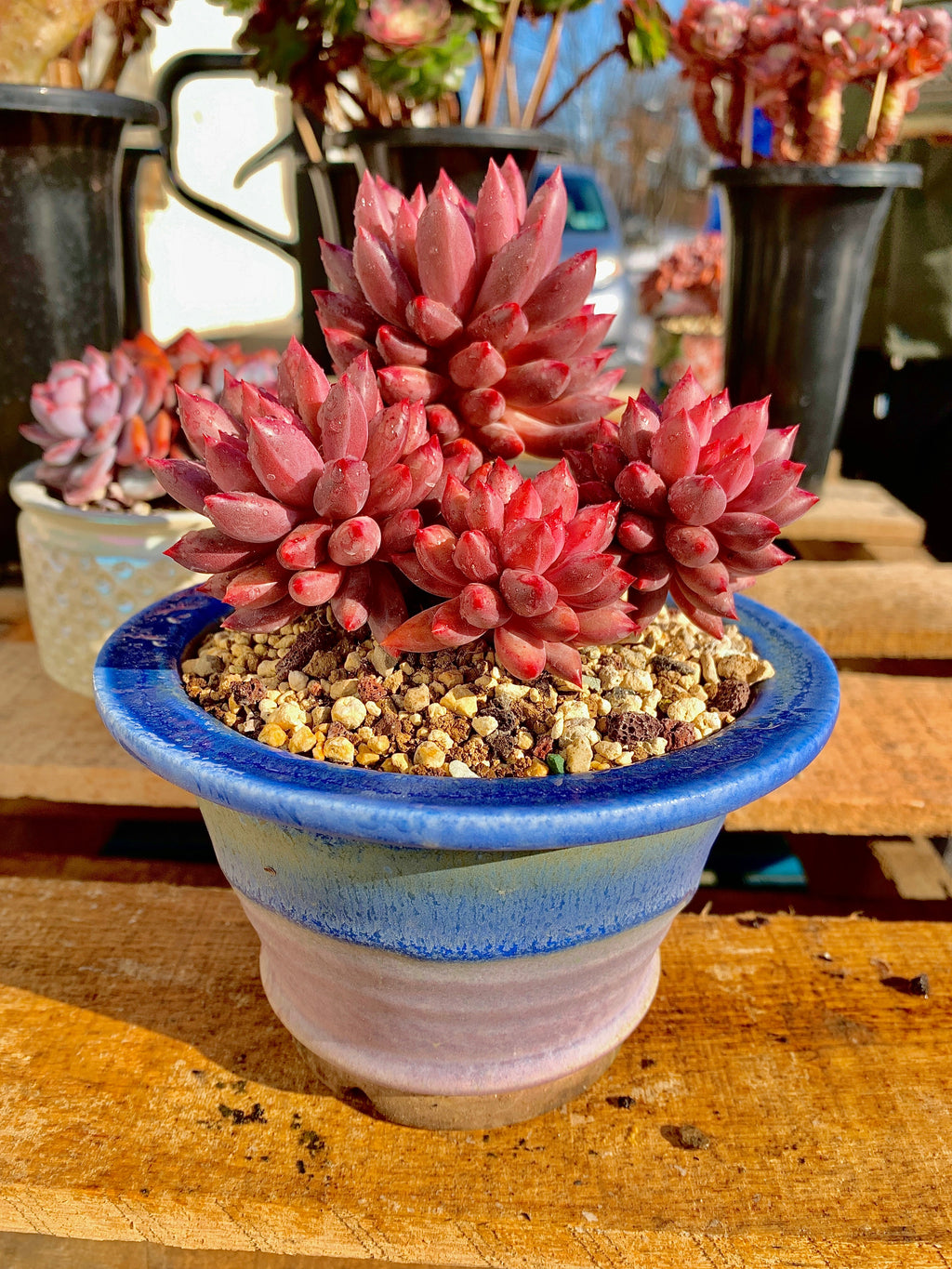 2512-017 Boutique Rare Succulents/Echeveria Cherry/What You See is What You Get/Bare Root Without Soil Pot/Plants Gifts