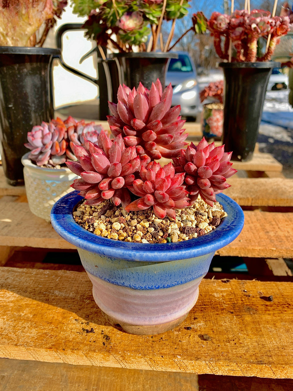 2512-017 Boutique Rare Succulents/Echeveria Cherry/What You See is What You Get/Bare Root Without Soil Pot/Plants Gifts