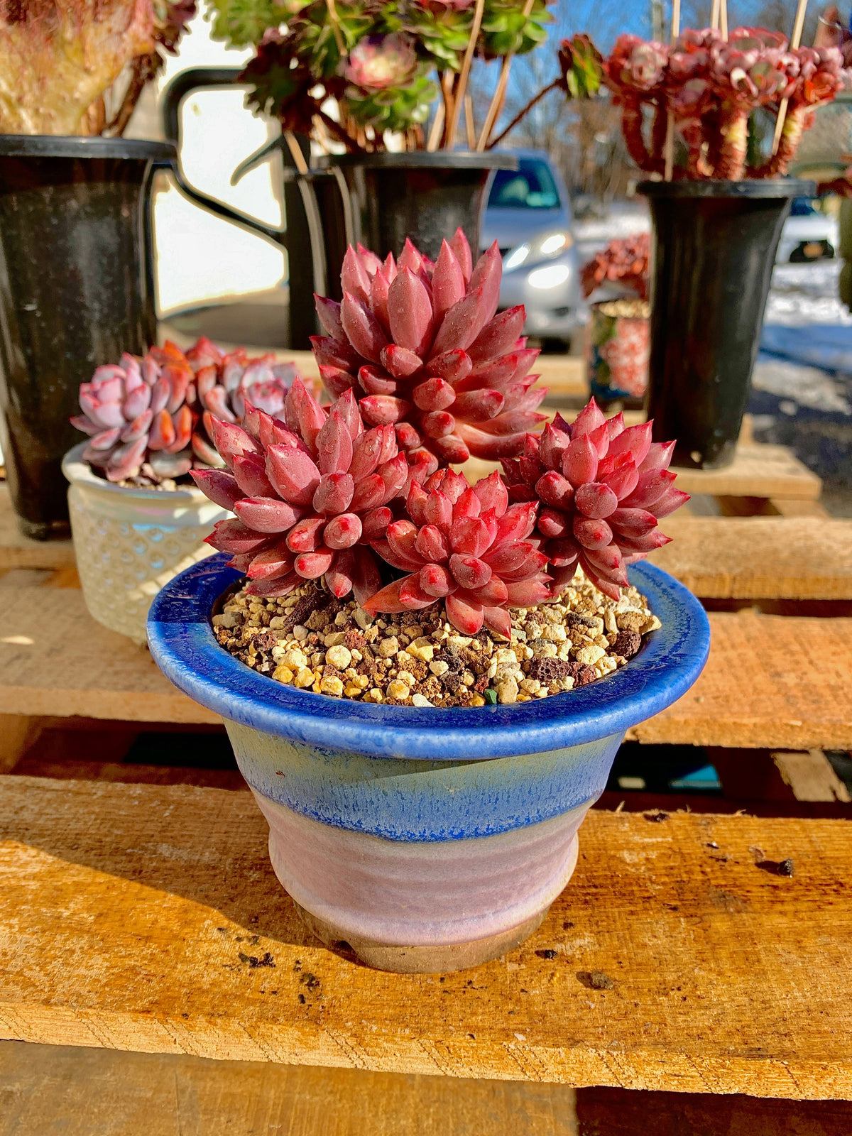 2512-017 Boutique Rare Succulents/Echeveria Cherry/What You See is What You Get/Bare Root Without Soil Pot/Plants Gifts