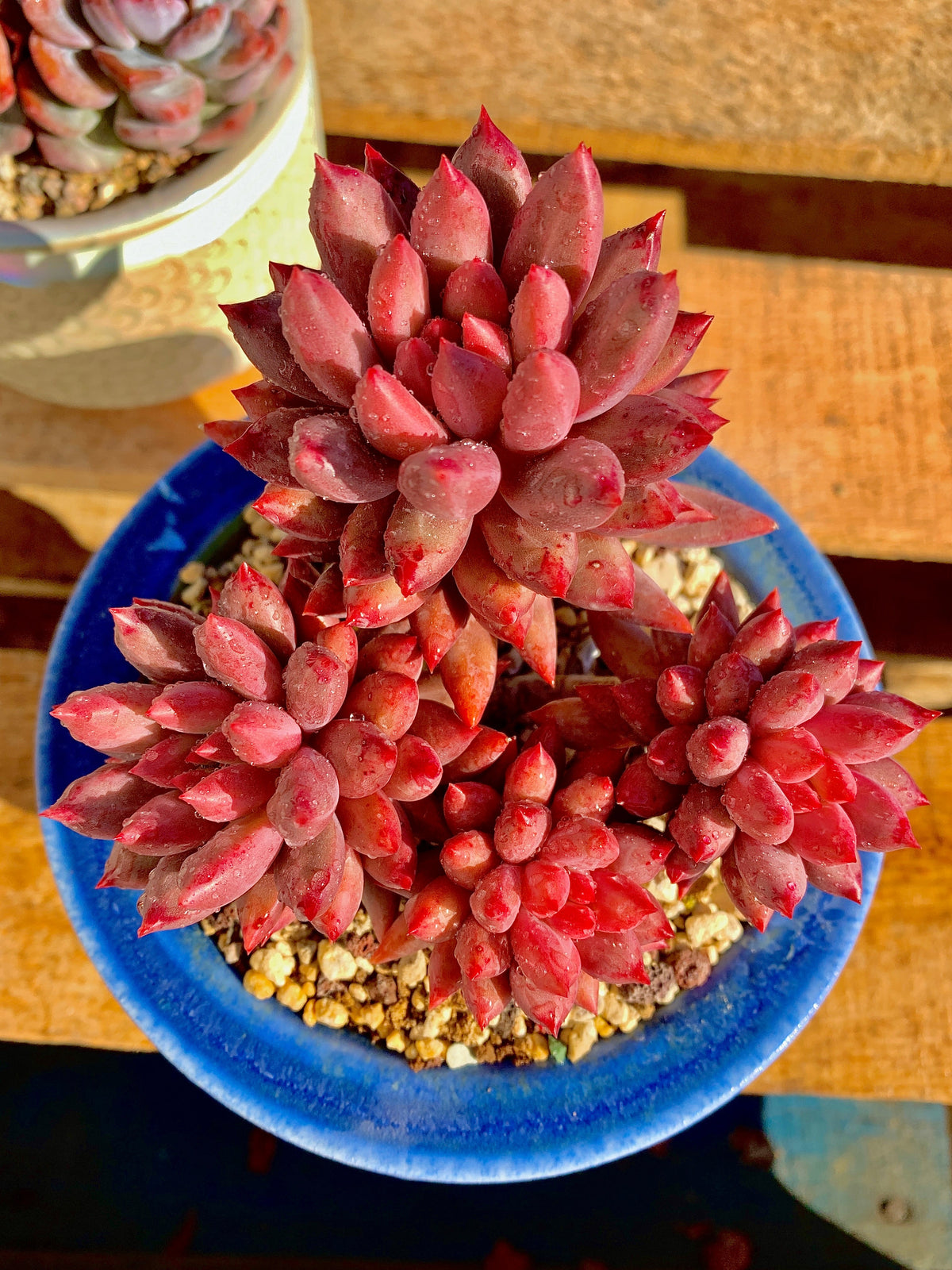 2512-017 Boutique Rare Succulents/Echeveria Cherry/What You See is What You Get/Bare Root Without Soil Pot/Plants Gifts
