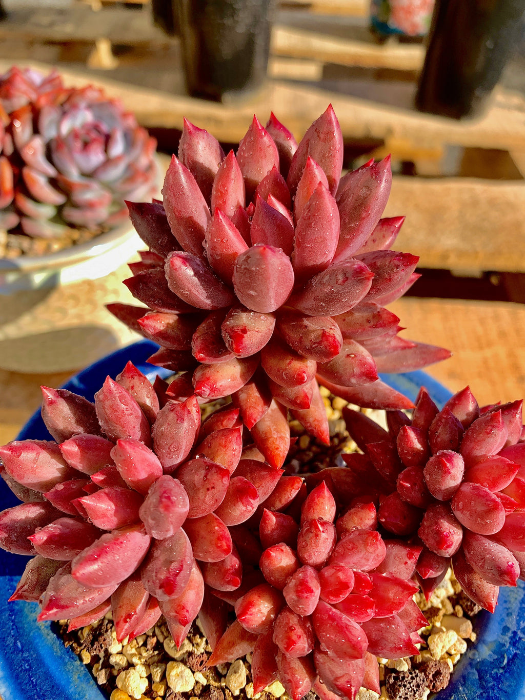 2512-017 Boutique Rare Succulents/Echeveria Cherry/What You See is What You Get/Bare Root Without Soil Pot/Plants Gifts