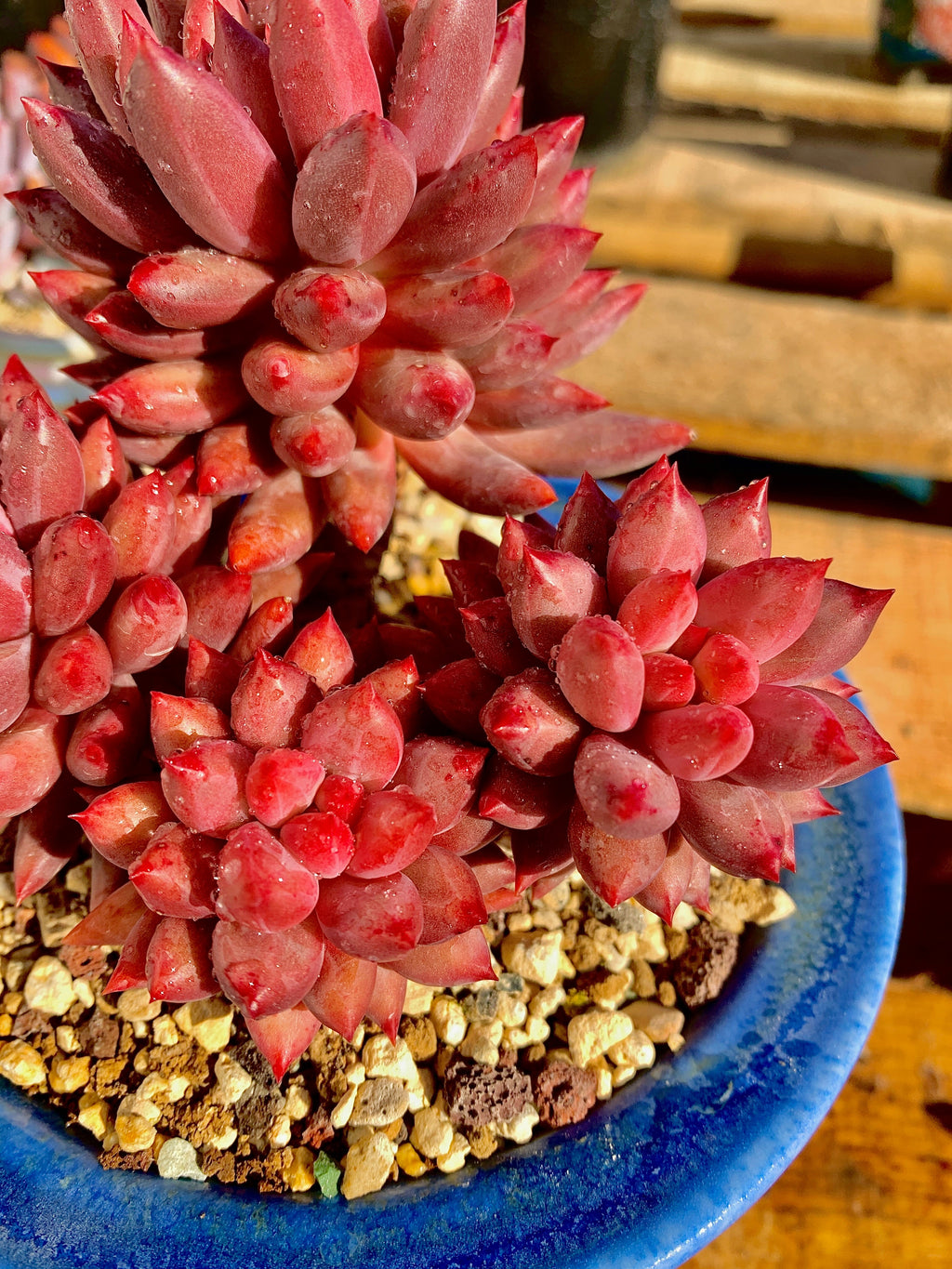 2512-017 Boutique Rare Succulents/Echeveria Cherry/What You See is What You Get/Bare Root Without Soil Pot/Plants Gifts