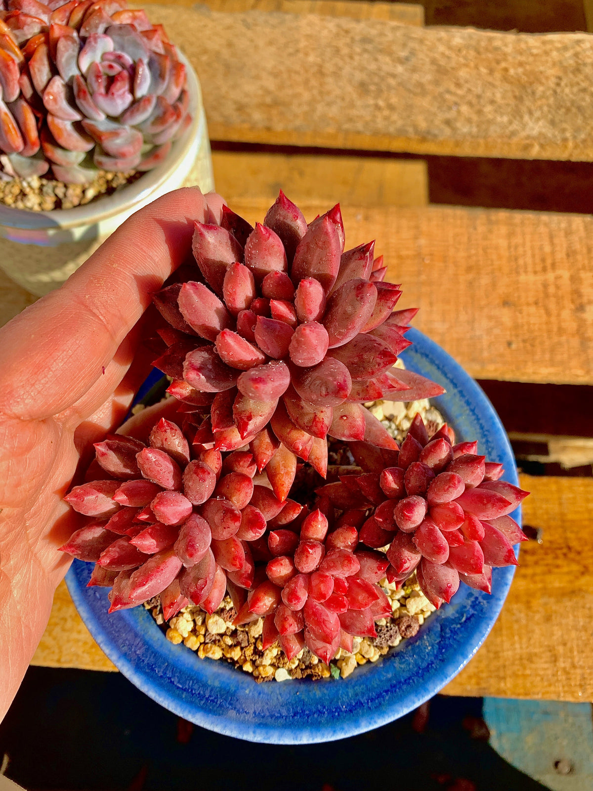 2512-017 Boutique Rare Succulents/Echeveria Cherry/What You See is What You Get/Bare Root Without Soil Pot/Plants Gifts