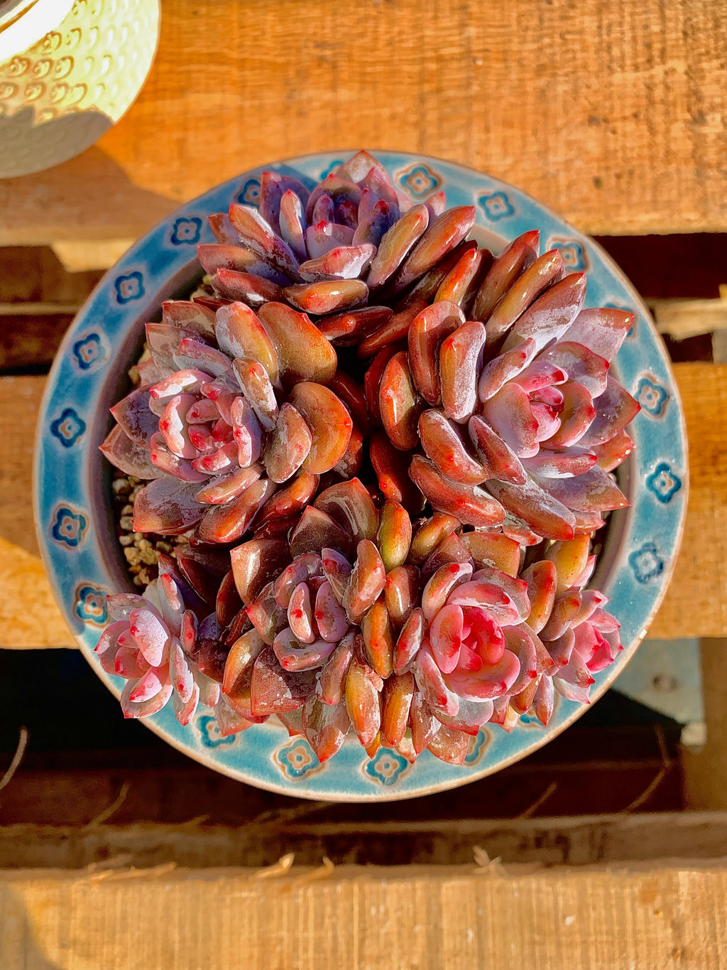 2512-013 Boutique Rare Succulents/Echeveria Orange Monroe Cluster /What You See is What You Get/Bare Root Without Soil Pot/Plants Gifts