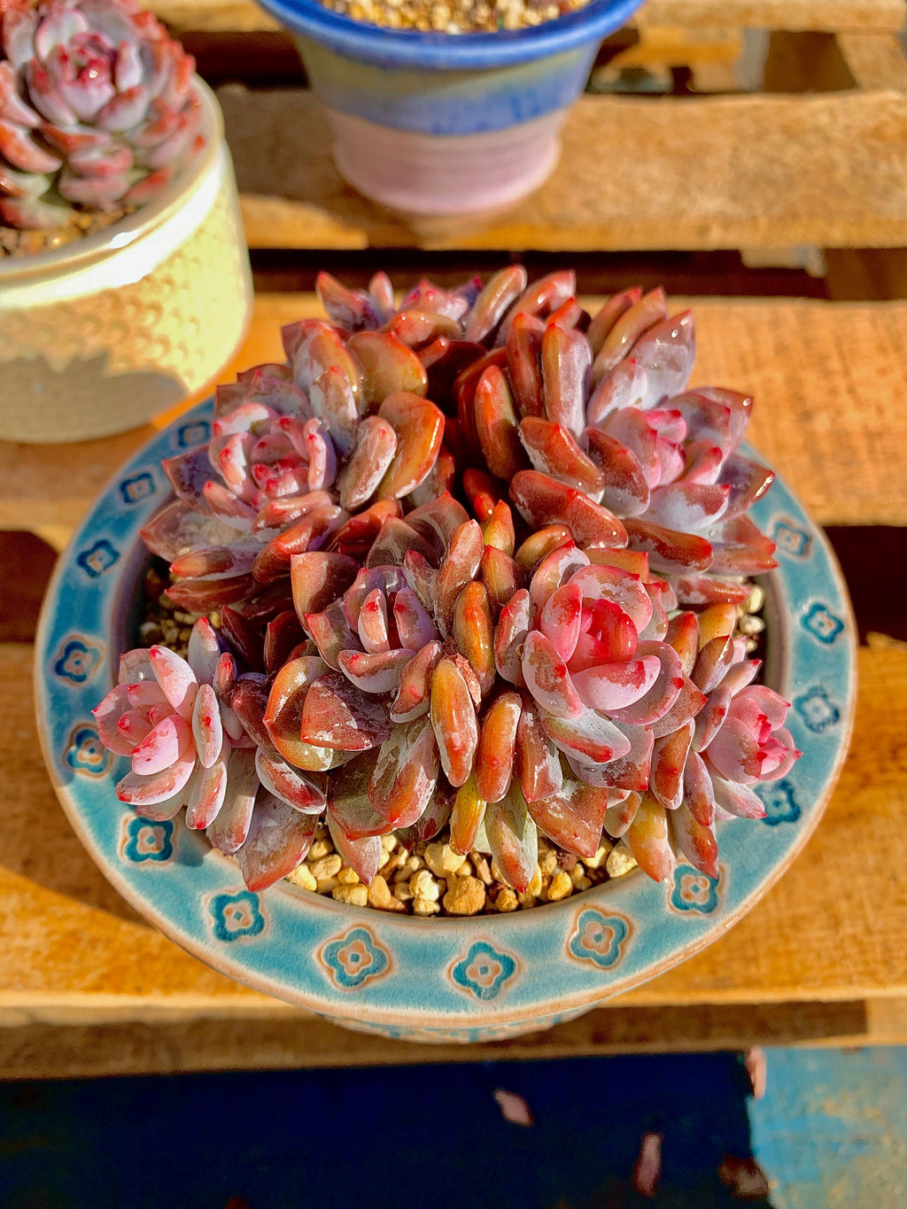 2512-013 Boutique Rare Succulents/Echeveria Orange Monroe Cluster /What You See is What You Get/Bare Root Without Soil Pot/Plants Gifts