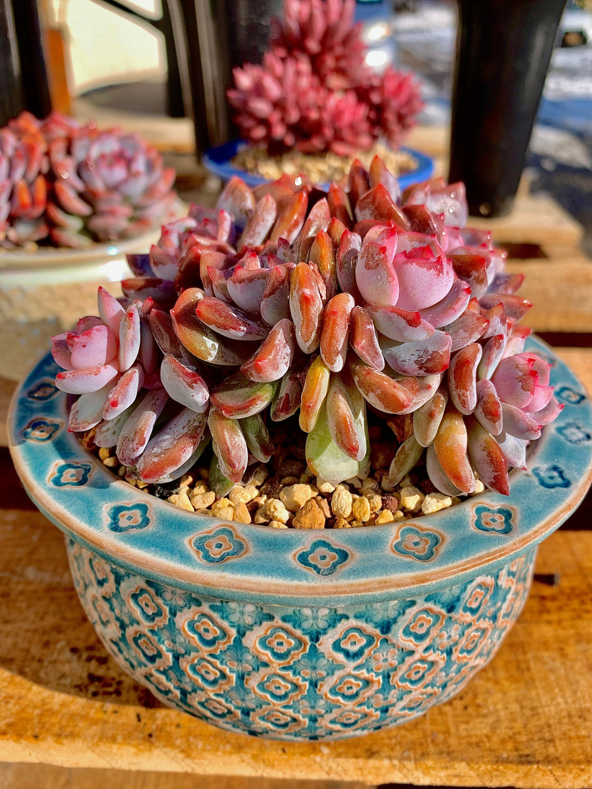 2512-013 Boutique Rare Succulents/Echeveria Orange Monroe Cluster /What You See is What You Get/Bare Root Without Soil Pot/Plants Gifts