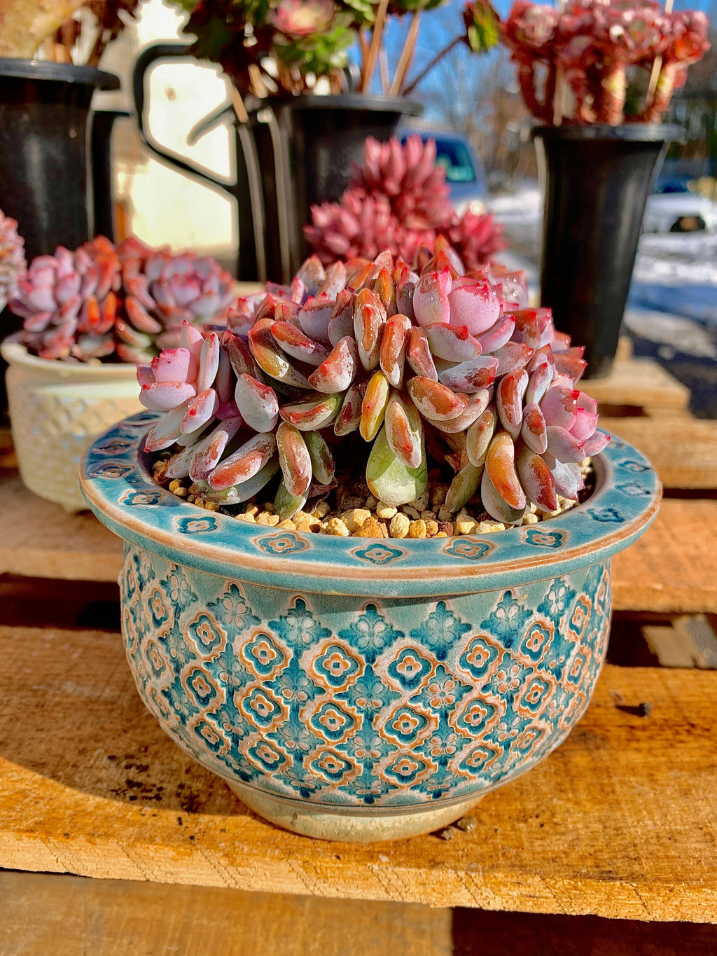 2512-013 Boutique Rare Succulents/Echeveria Orange Monroe Cluster /What You See is What You Get/Bare Root Without Soil Pot/Plants Gifts