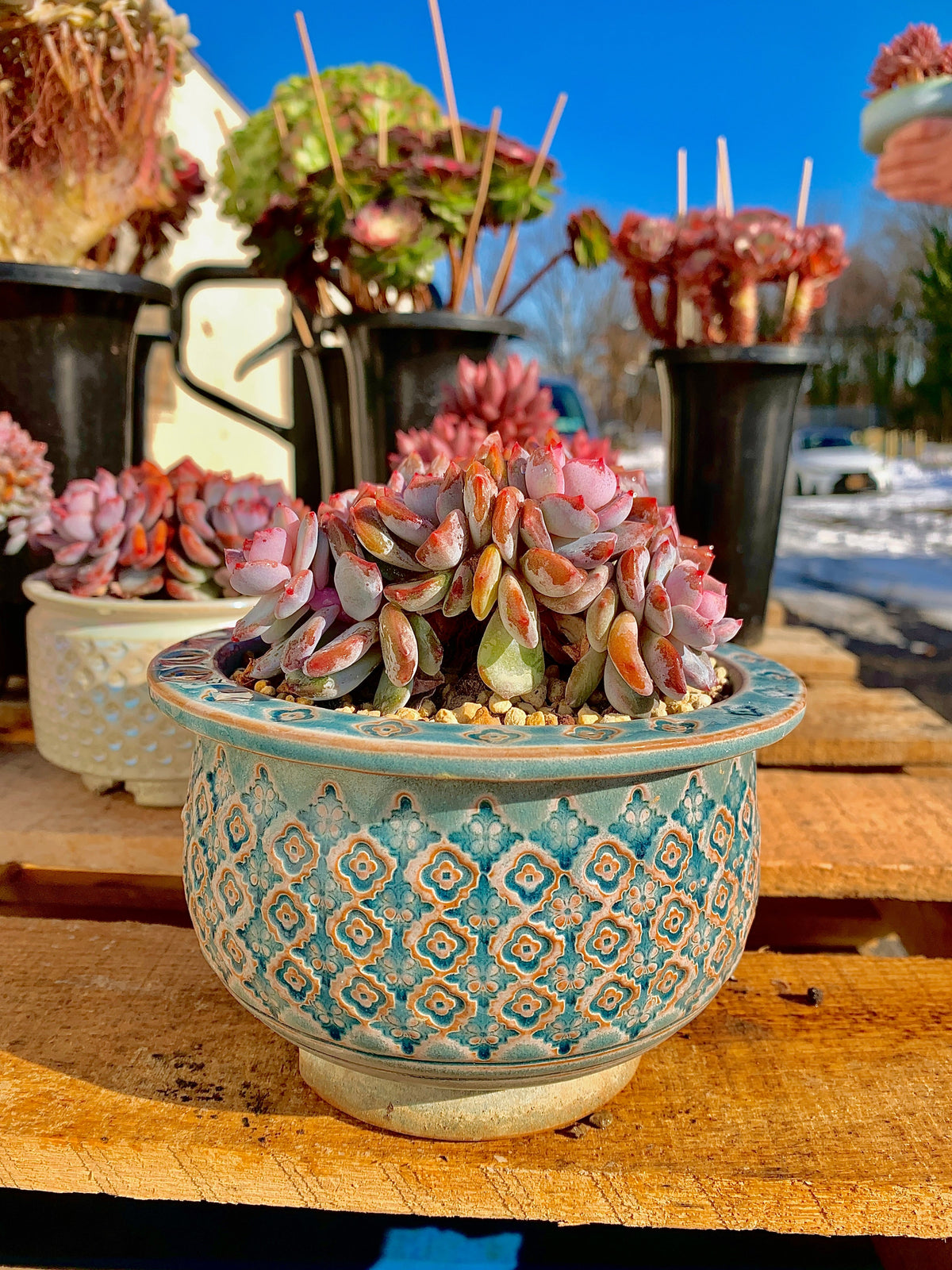 2512-013 Boutique Rare Succulents/Echeveria Orange Monroe Cluster /What You See is What You Get/Bare Root Without Soil Pot/Plants Gifts