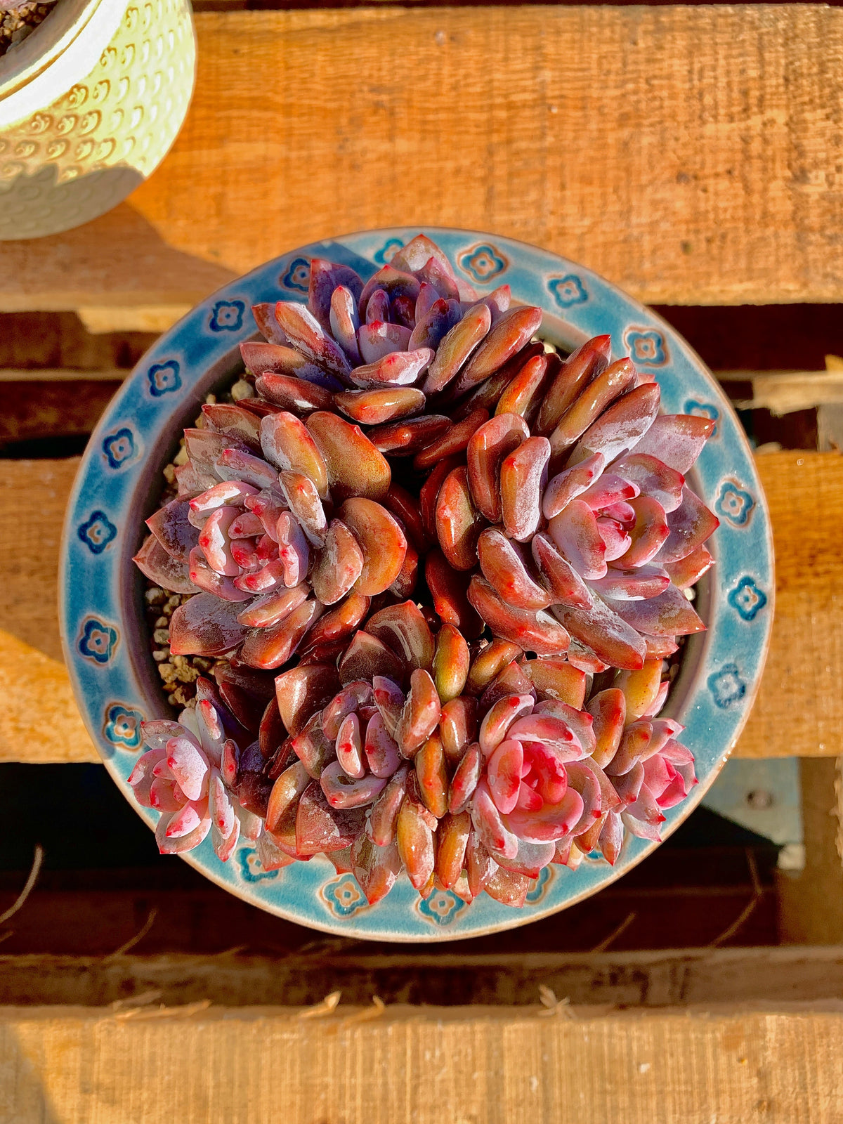 2512-013 Boutique Rare Succulents/Echeveria Orange Monroe Cluster /What You See is What You Get/Bare Root Without Soil Pot/Plants Gifts