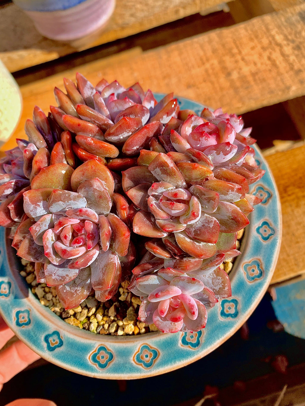 2512-013 Boutique Rare Succulents/Echeveria Orange Monroe Cluster /What You See is What You Get/Bare Root Without Soil Pot/Plants Gifts