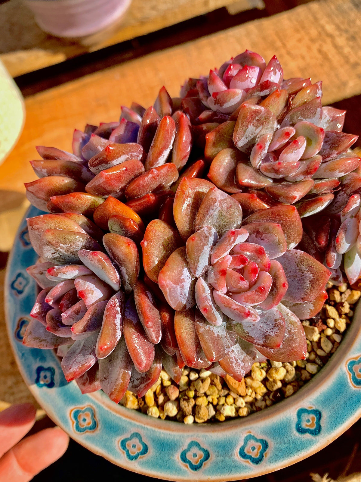 2512-013 Boutique Rare Succulents/Echeveria Orange Monroe Cluster /What You See is What You Get/Bare Root Without Soil Pot/Plants Gifts