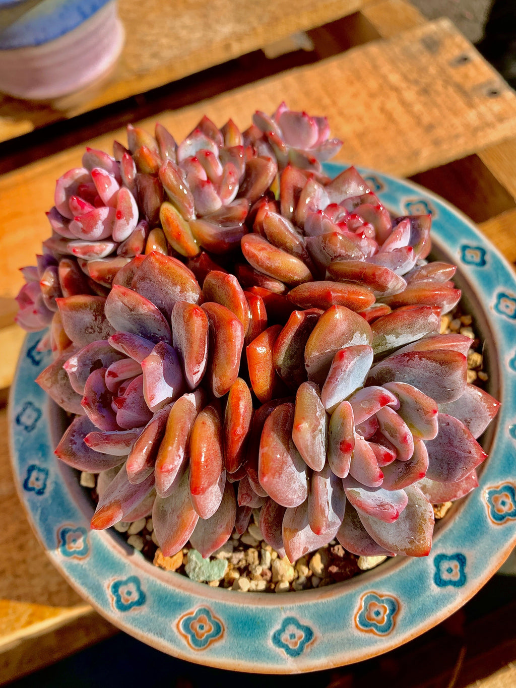 2512-013 Boutique Rare Succulents/Echeveria Orange Monroe Cluster /What You See is What You Get/Bare Root Without Soil Pot/Plants Gifts
