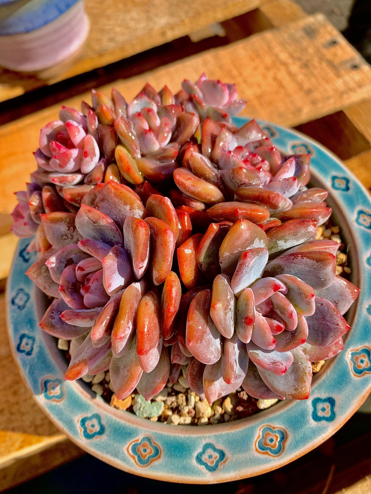 2512-013 Boutique Rare Succulents/Echeveria Orange Monroe Cluster /What You See is What You Get/Bare Root Without Soil Pot/Plants Gifts