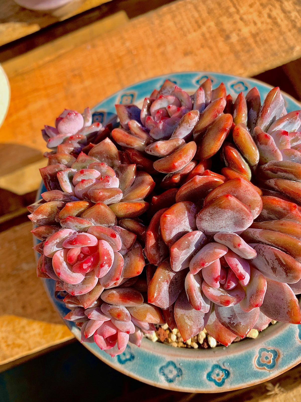 2512-013 Boutique Rare Succulents/Echeveria Orange Monroe Cluster /What You See is What You Get/Bare Root Without Soil Pot/Plants Gifts