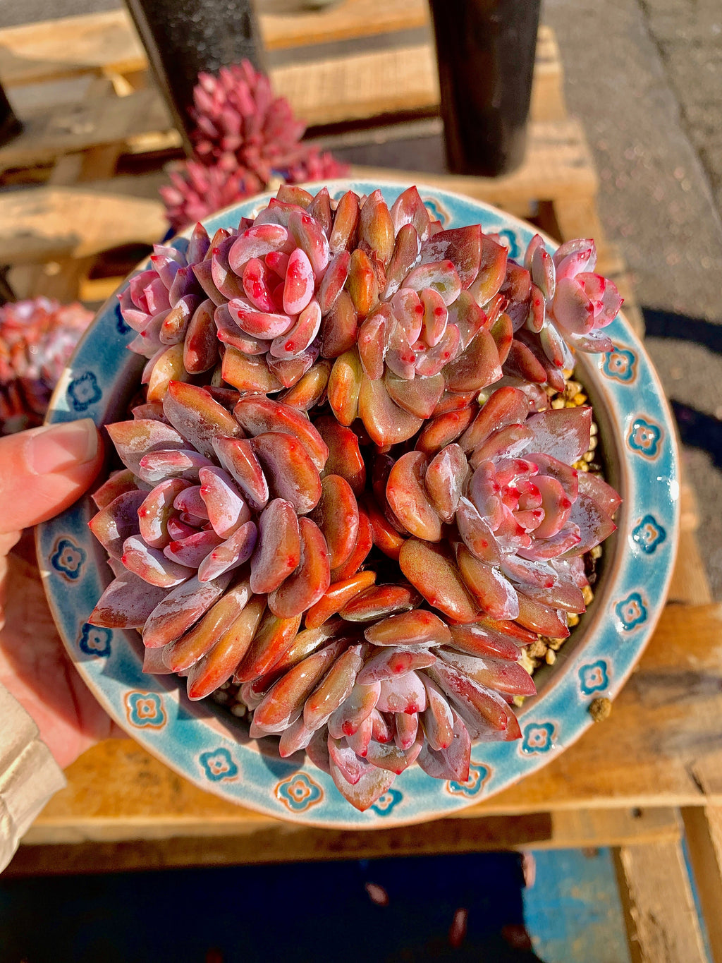 2512-013 Boutique Rare Succulents/Echeveria Orange Monroe Cluster /What You See is What You Get/Bare Root Without Soil Pot/Plants Gifts
