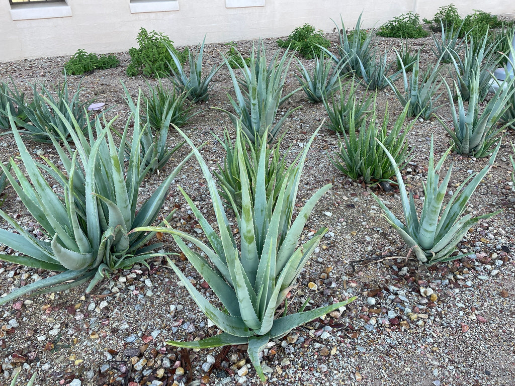 Aloe Barbadensis