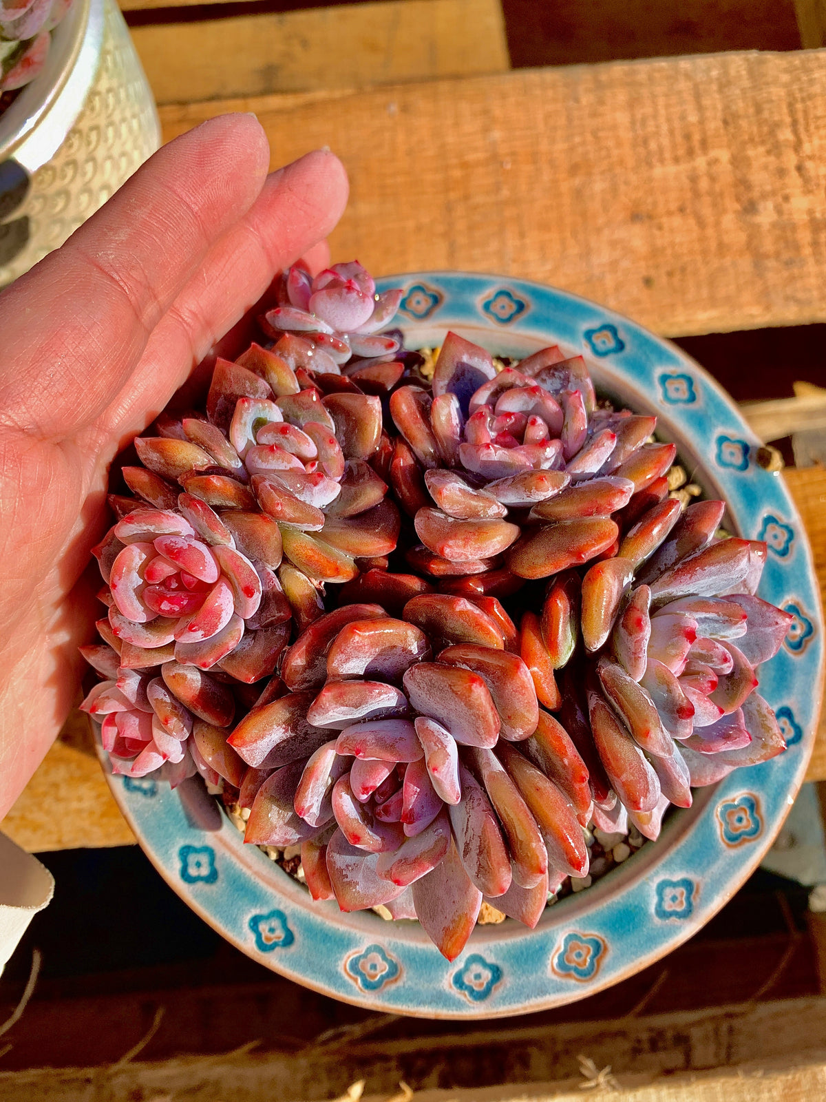 2512-013 Boutique Rare Succulents/Echeveria Orange Monroe Cluster /What You See is What You Get/Bare Root Without Soil Pot/Plants Gifts