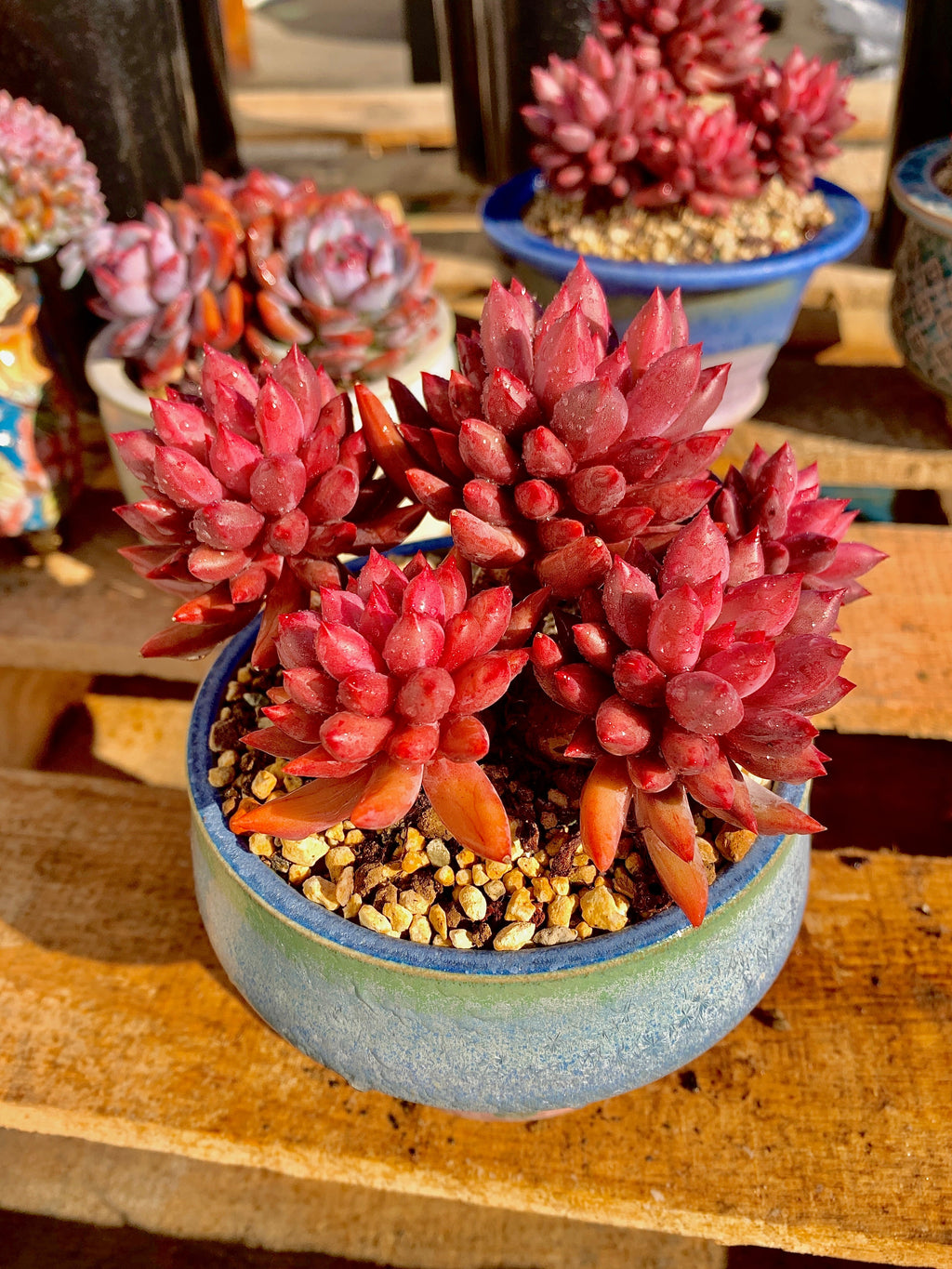 Rare Echeveria ‘Cherry’ | Boutique Succulent | WYSIWYG | Bare Root Plant 2512-010