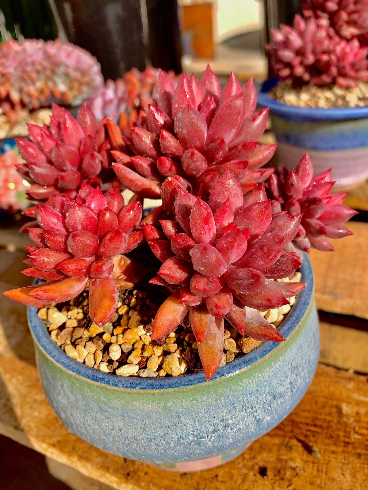 Rare Echeveria ‘Cherry’ | Boutique Succulent | WYSIWYG | Bare Root Plant 2512-010