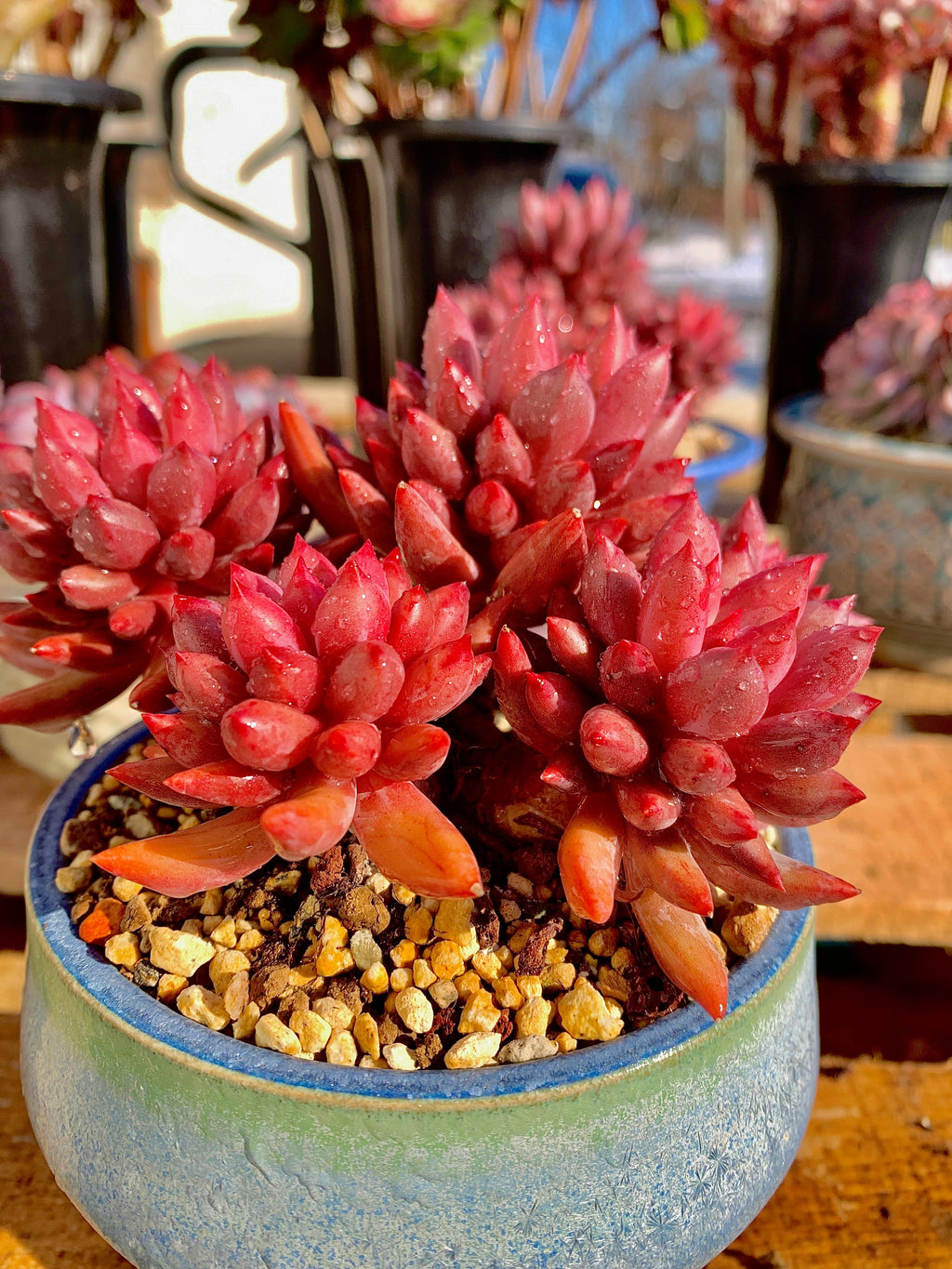 Rare Echeveria ‘Cherry’ | Boutique Succulent | WYSIWYG | Bare Root Plant 2512-010