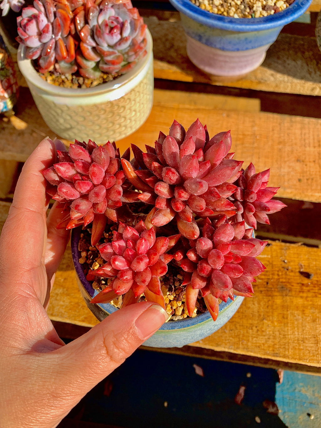 Rare Echeveria ‘Cherry’ | Boutique Succulent | WYSIWYG | Bare Root Plant 2512-010