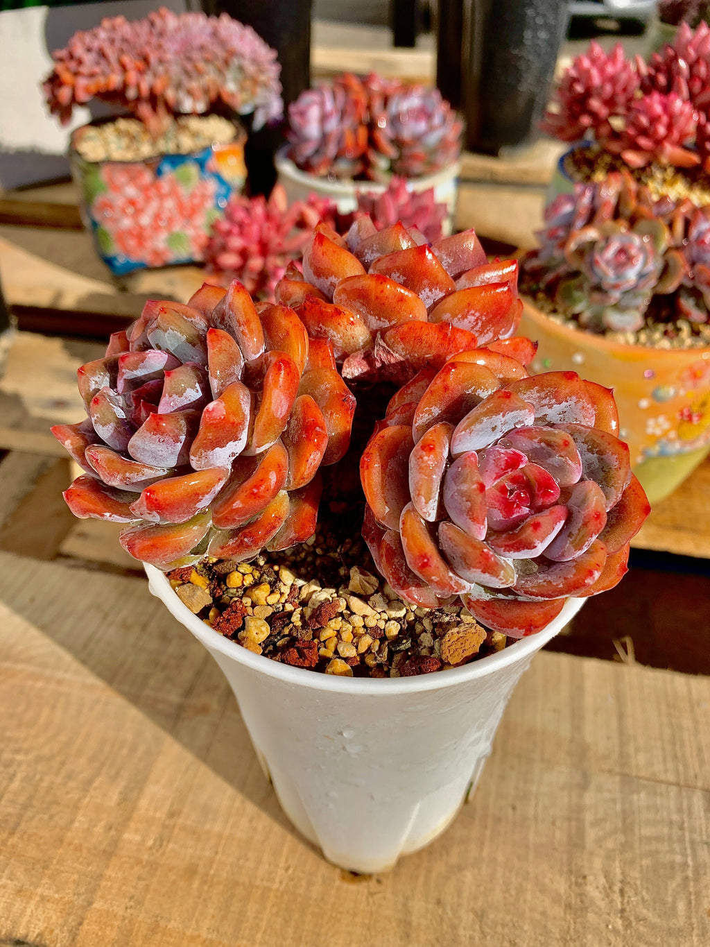 2512-022 Boutique Rare Succulents/Echeveria Orange Monroe Cluster /What You See is What You Get/Bare Root Without Soil Pot/Plants Gifts