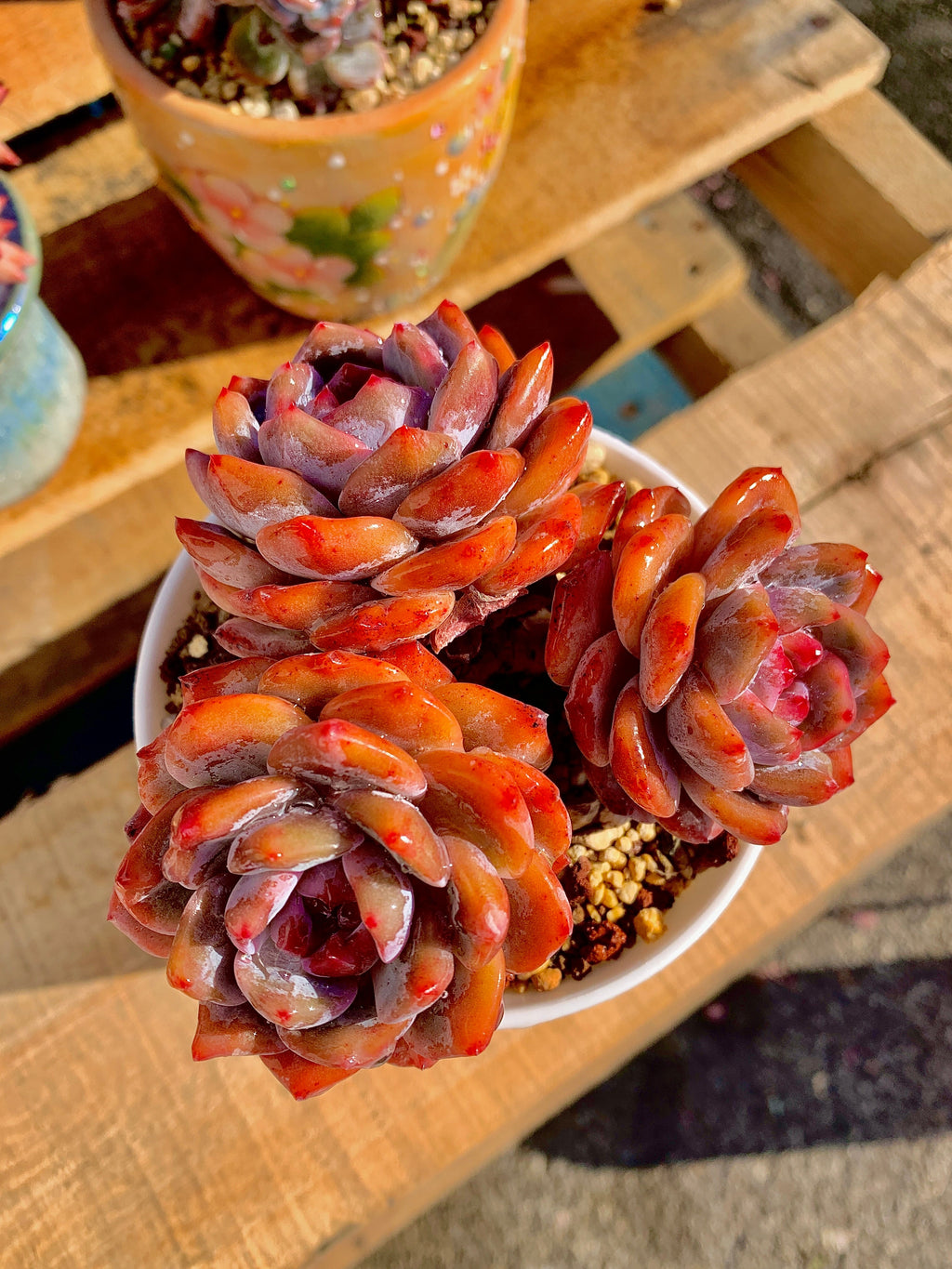 2512-022 Boutique Rare Succulents/Echeveria Orange Monroe Cluster /What You See is What You Get/Bare Root Without Soil Pot/Plants Gifts