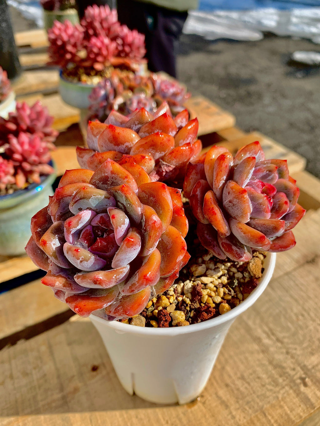 2512-022 Boutique Rare Succulents/Echeveria Orange Monroe Cluster /What You See is What You Get/Bare Root Without Soil Pot/Plants Gifts