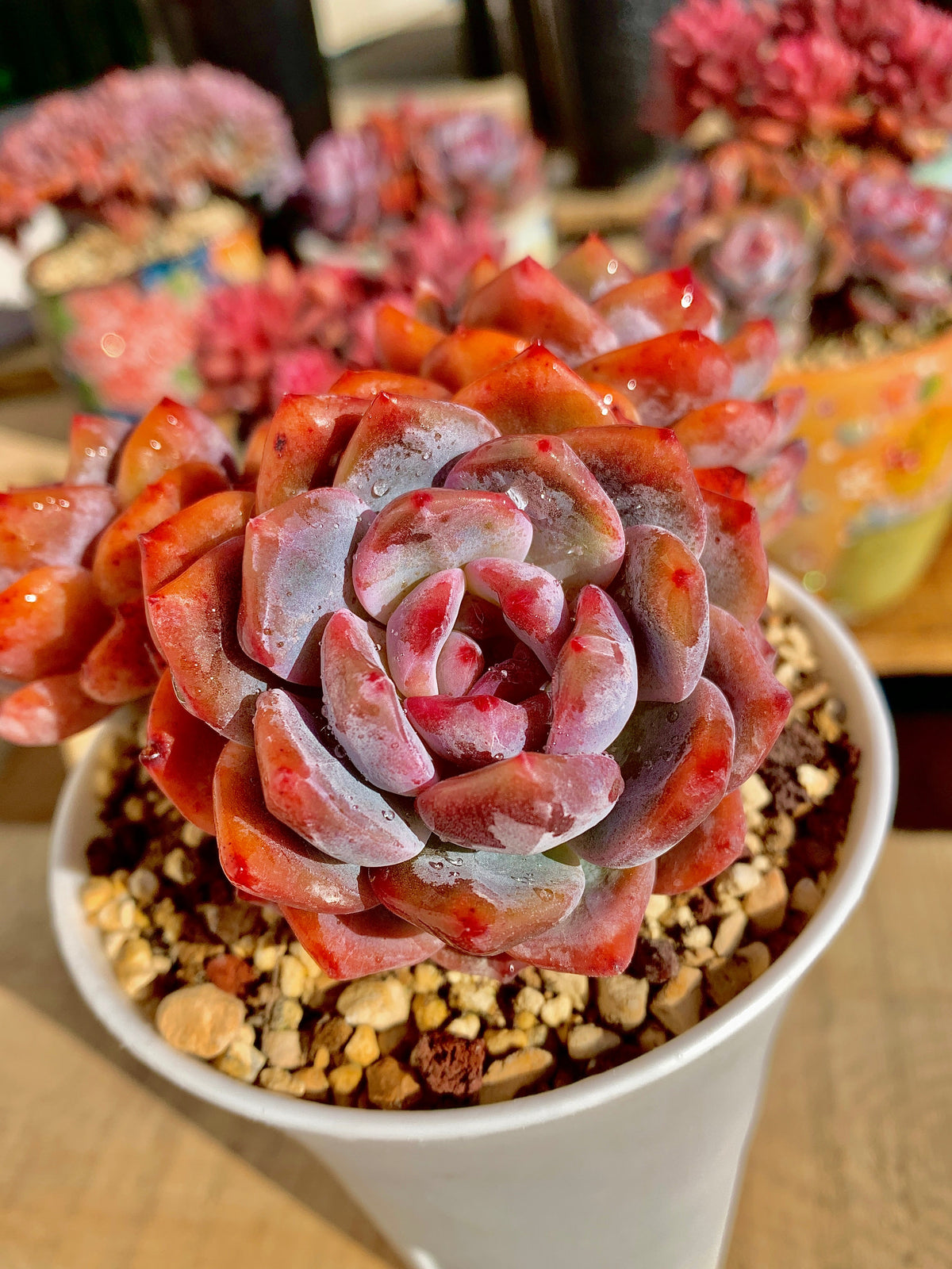 2512-022 Boutique Rare Succulents/Echeveria Orange Monroe Cluster /What You See is What You Get/Bare Root Without Soil Pot/Plants Gifts